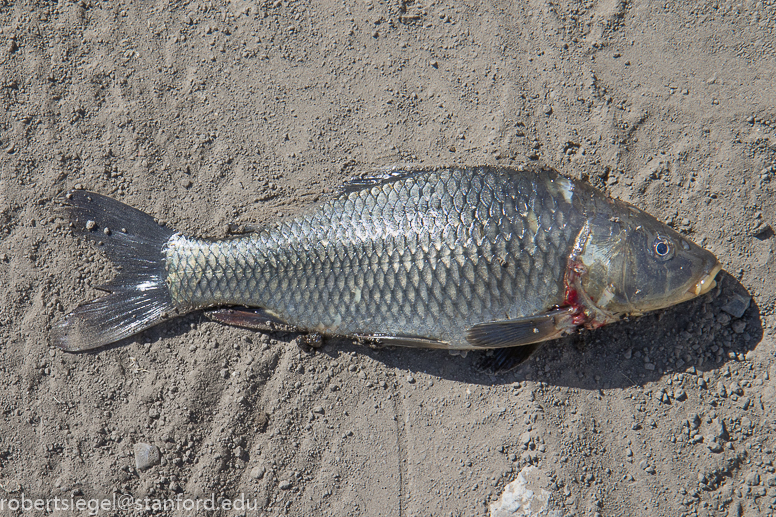 emily renzel wetlands
